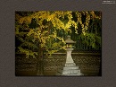 今宮神社14 銀杏と石灯籠