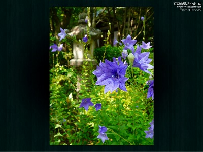 �~����09�y�_�E�����[�h����ꍇ�͉E�̉摜�T�C�Y���N���b�N���Ă��������z