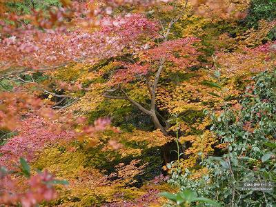 ����07�y�_�E�����[�h����ꍇ�͉E�̉摜�T�C�Y���N���b�N���Ă��������z