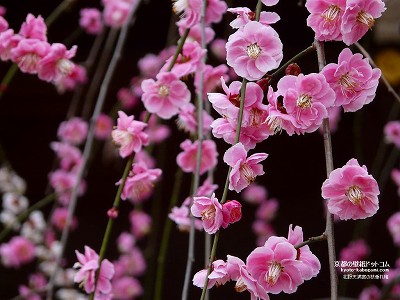 �k��V���{05�y�_�E�����[�h����ꍇ�͉E�̉摜�T�C�Y���N���b�N���Ă��������z