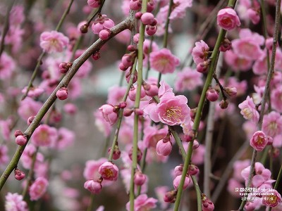 �k��V���{06�y�_�E�����[�h����ꍇ�͉E�̉摜�T�C�Y���N���b�N���Ă��������z