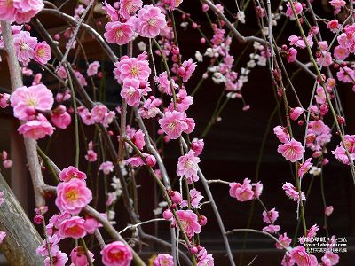 �k��V���{10�y�_�E�����[�h����ꍇ�͉E�̉摜�T�C�Y���N���b�N���Ă��������z