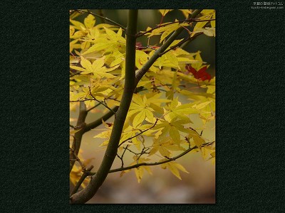 ��ڗ���13�y�_�E�����[�h����ꍇ�͉E�̉摜�T�C�Y���N���b�N���Ă��������z