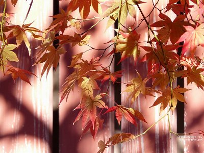 �_�쎛16�y�_�E�����[�h����ꍇ�͉E�̉摜�T�C�Y���N���b�N���Ă��������z