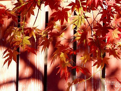 �_�쎛17�y�_�E�����[�h����ꍇ�͉E�̉摜�T�C�Y���N���b�N���Ă��������z