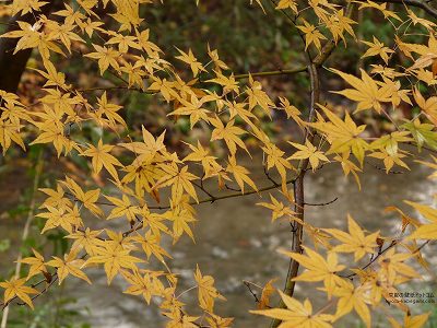 �����_��10�y�_�E�����[�h����ꍇ�͉E�̉摜�T�C�Y���N���b�N���Ă��������z