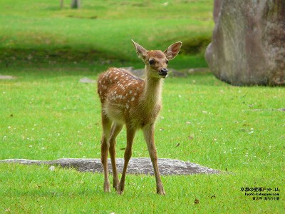 ���厛11�y�_�E�����[�h����ꍇ�͉E�̉摜�T�C�Y���N���b�N���Ă��������z