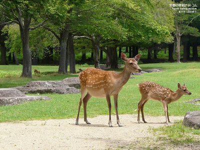 ���厛12�y�_�E�����[�h����ꍇ�͉E�̉摜�T�C�Y���N���b�N���Ă��������z