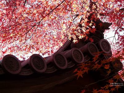 ��T��10�y�_�E�����[�h����ꍇ�͉E�̉摜�T�C�Y���N���b�N���Ă��������z