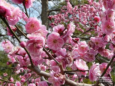 ��������01�y�_�E�����[�h����ꍇ�͉E�̉摜�T�C�Y���N���b�N���Ă��������z