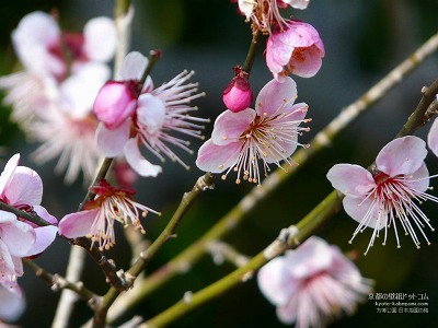 ��������03�y�_�E�����[�h����ꍇ�͉E�̉摜�T�C�Y���N���b�N���Ă��������z