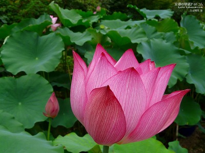 �@�����@01�y�_�E�����[�h����ꍇ�͉E�̉摜�T�C�Y���N���b�N���Ă��������z