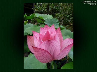 �@�����@05�y�_�E�����[�h����ꍇ�͉E�̉摜�T�C�Y���N���b�N���Ă��������z